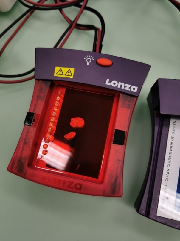 Probentasche im Transilluminator
