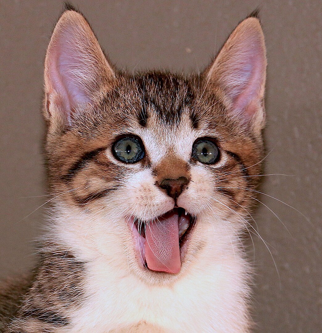 Katzenzunge